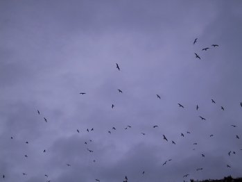 [Birds]