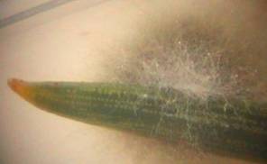 endophyte