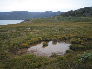 [Puddle with grass around it]