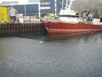 [Gulls at the harbor]