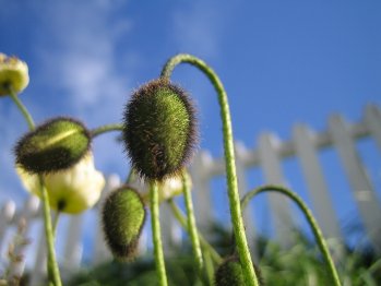 [Papaver radicatum]